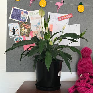 Peace Lily plant in Dunedin, Otago