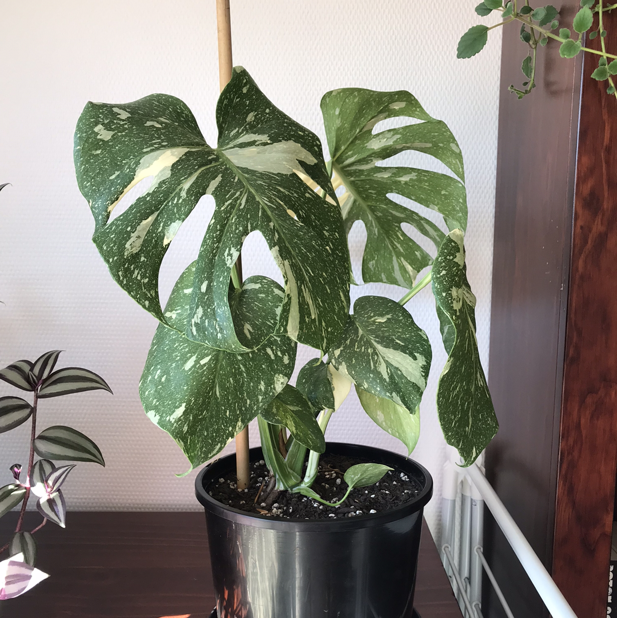 Photo of the plant species Thai Constellation Monstera by @snazzypocoyo named Lady Dimitrescu on Greg, the plant care app