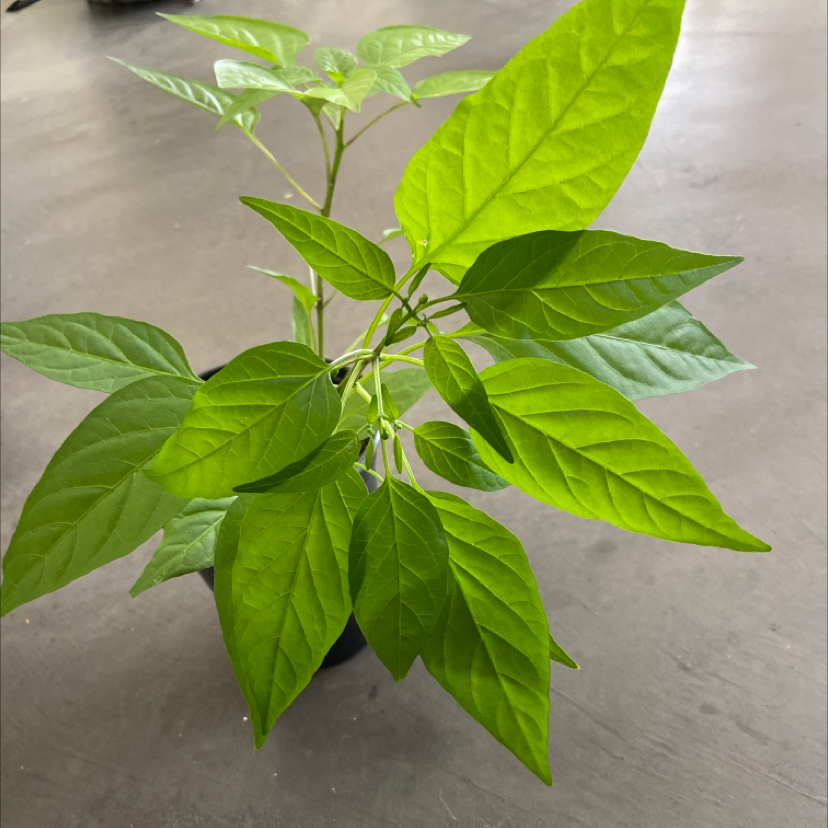 Indian Pepper Care 101 Water, Light & Growing Tips