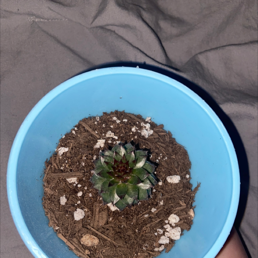 Hens and Chicks plant photo by @plantdaddy69 named Sigmund on Greg, the plant care app.