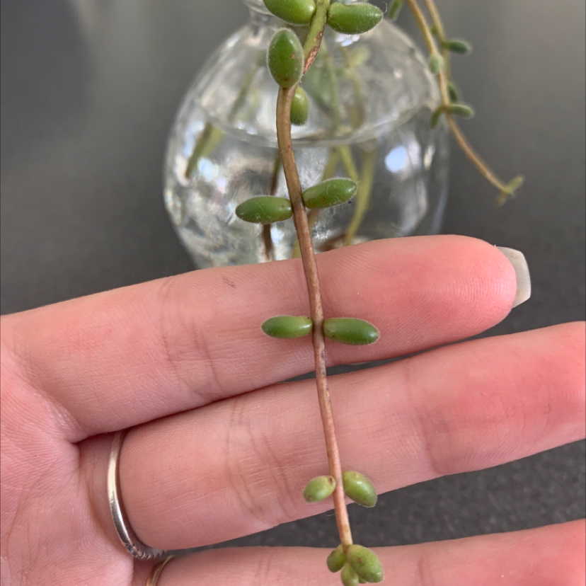 Close-up of a White Stonecrop plant stem with small green leaves in a glass container with water.