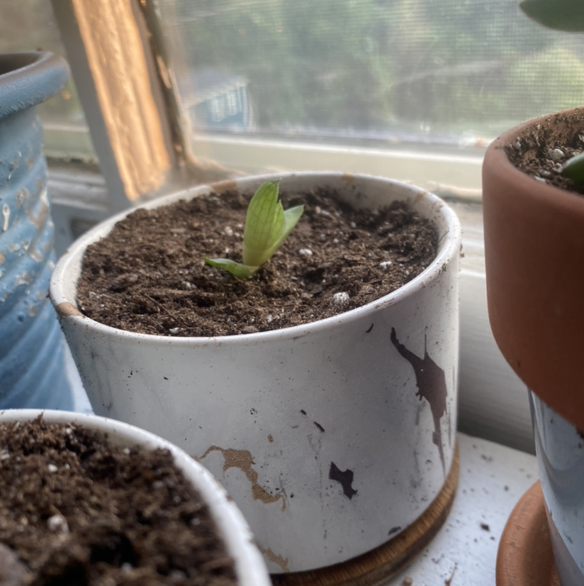 Photo of the plant species Cathedral Window Haworthia by @technicolourbeat named Sneaky on Greg, the plant care app