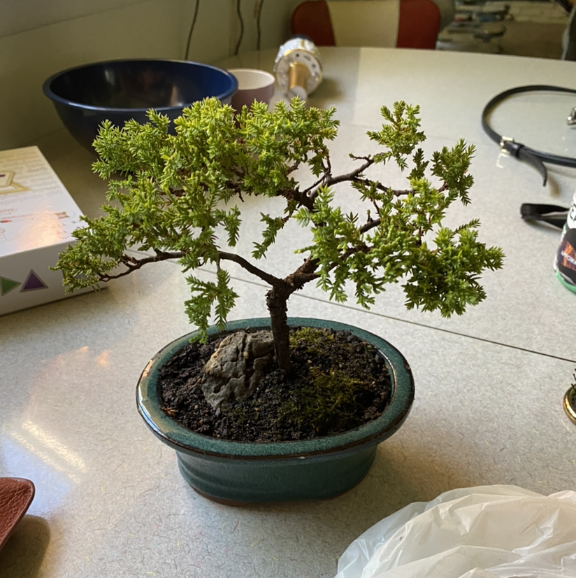 Photo of the plant species Japanese Garden Juniper by @technicolourbeat named Priscilla on Greg, the plant care app