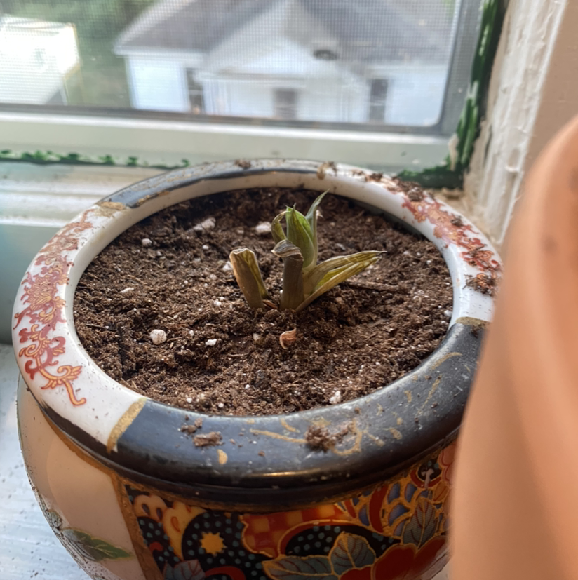Young Cathedral Window Haworthia in a decorative pot on a windowsill.