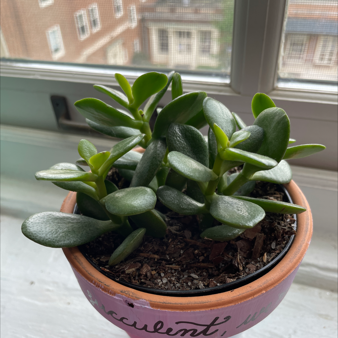 Lucky Plant plant photo by @carolineczar named Tara on Greg, the plant care app.