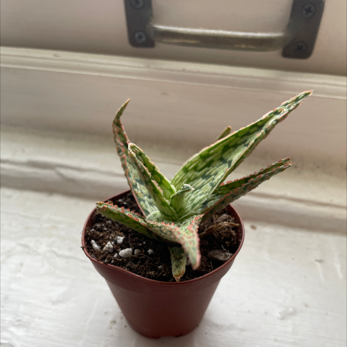 Broad-Leaved Aloe plant photo by @carolineczar named Dragon on Greg, the plant care app.