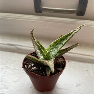 Broad-Leaved Aloe plant photo by Carolineczar named Dragon on Greg, the plant care app.
