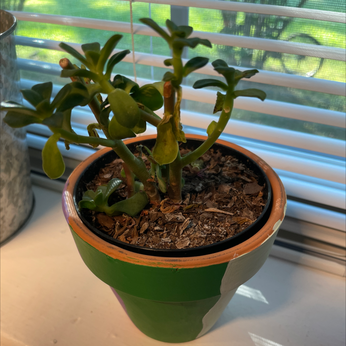 Lucky Plant plant photo by @carolineczar named Ellen on Greg, the plant care app.