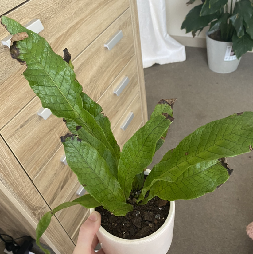 Crocodile Fern in a white pot with some browning on leaf edges, held by a hand.