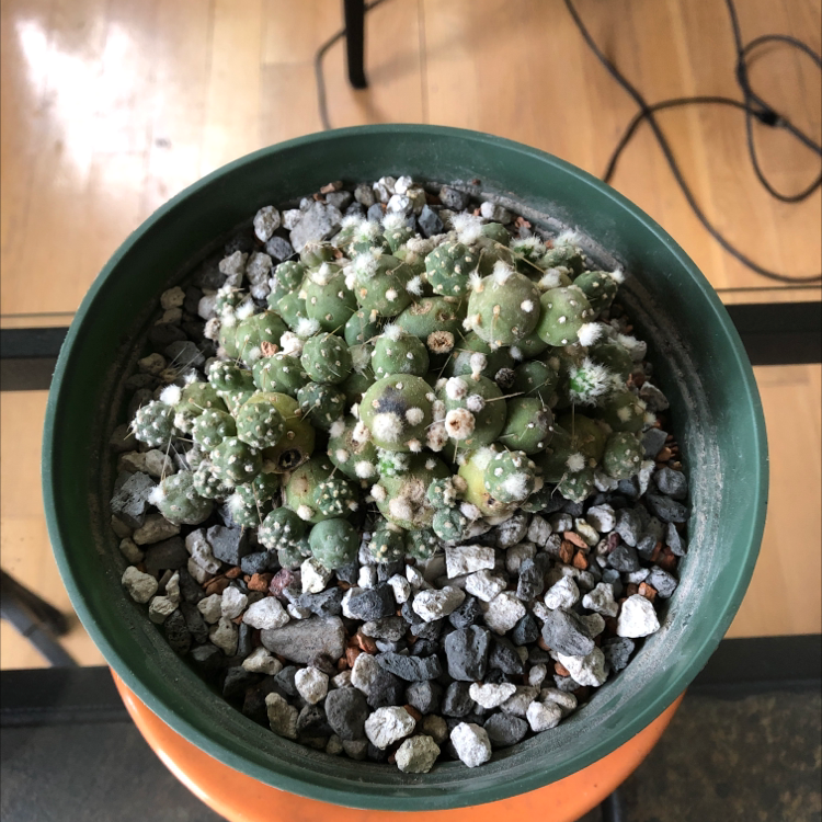 Photo of the plant species Puna sp. nova by Carrie named Captain Plant-it on Greg, the plant care app