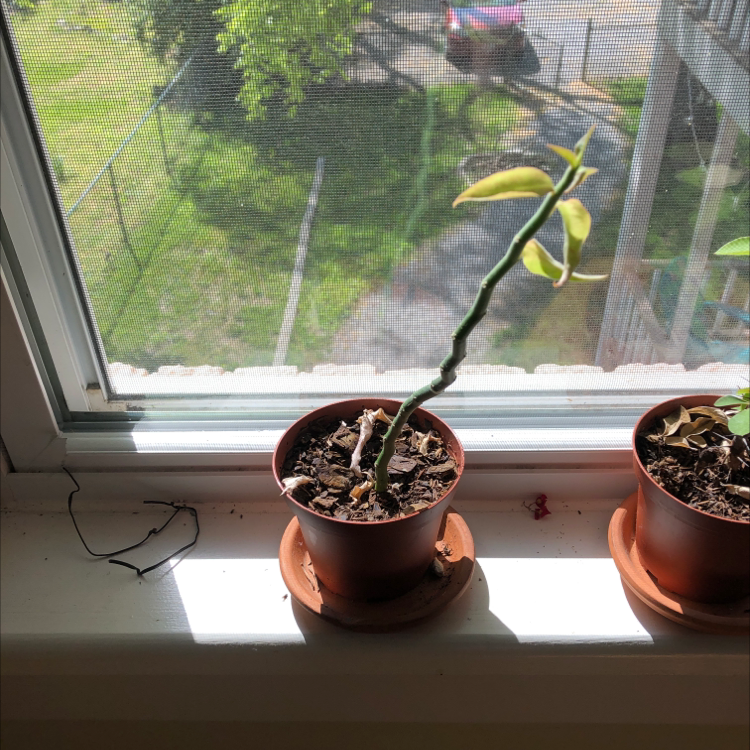Two healthy avocado seedlings in pots on a windowsill, with a hand gently holding one of the leaves to show its shape.