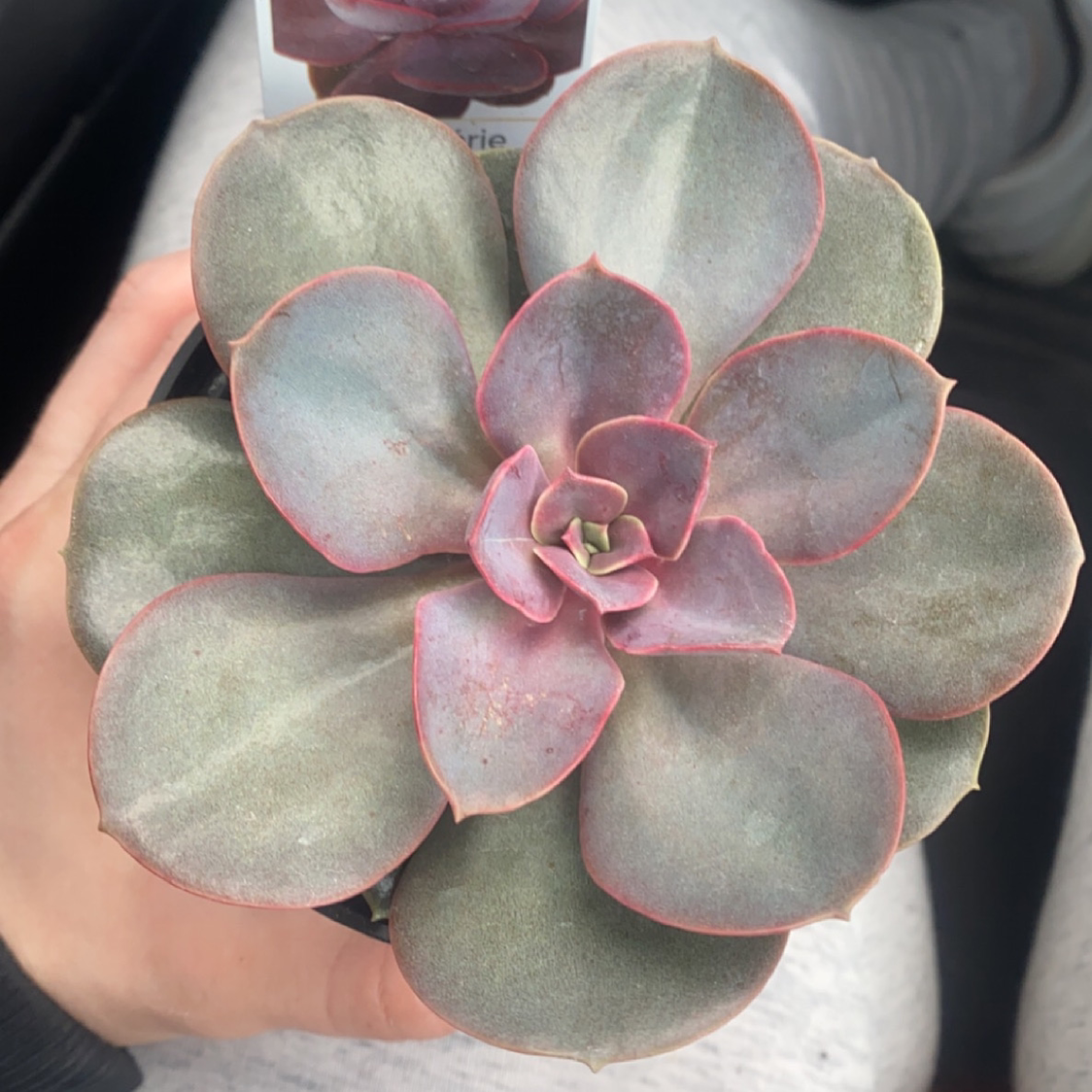 Photo of the plant species Red Echeveria by @xalaro named Lucy on Greg, the plant care app