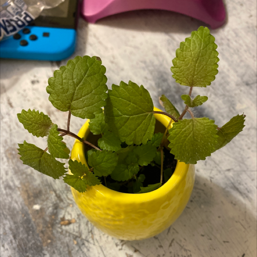 Lemon Balm plant in a yellow pot with vibrant green leaves, well-framed and centered.