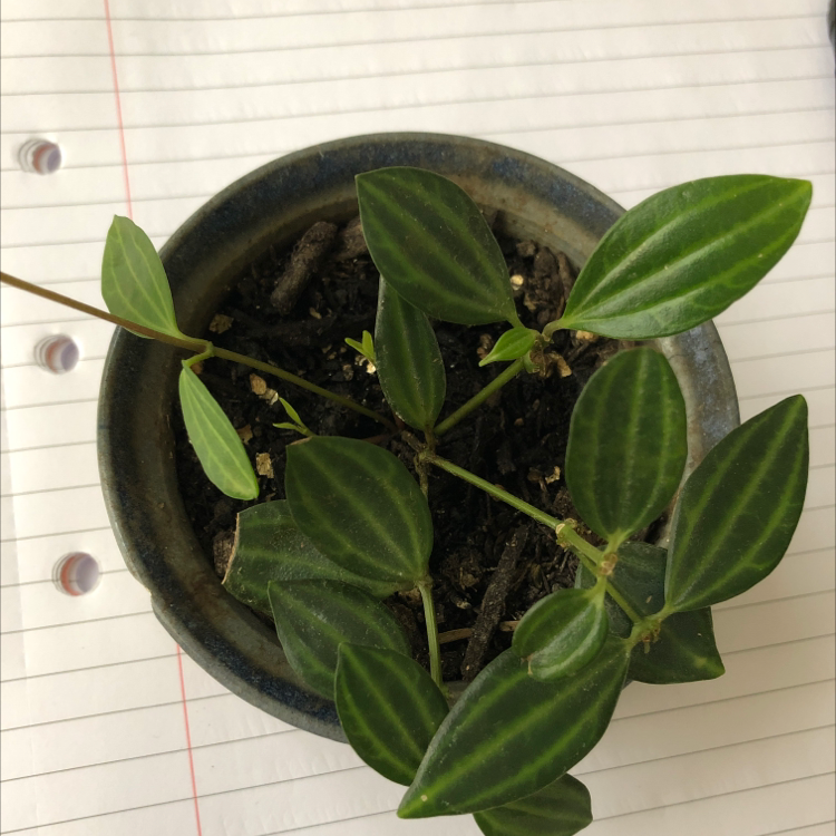 Potted Rana Verde Peperomia plant with dark green, striped leaves on a notebook.