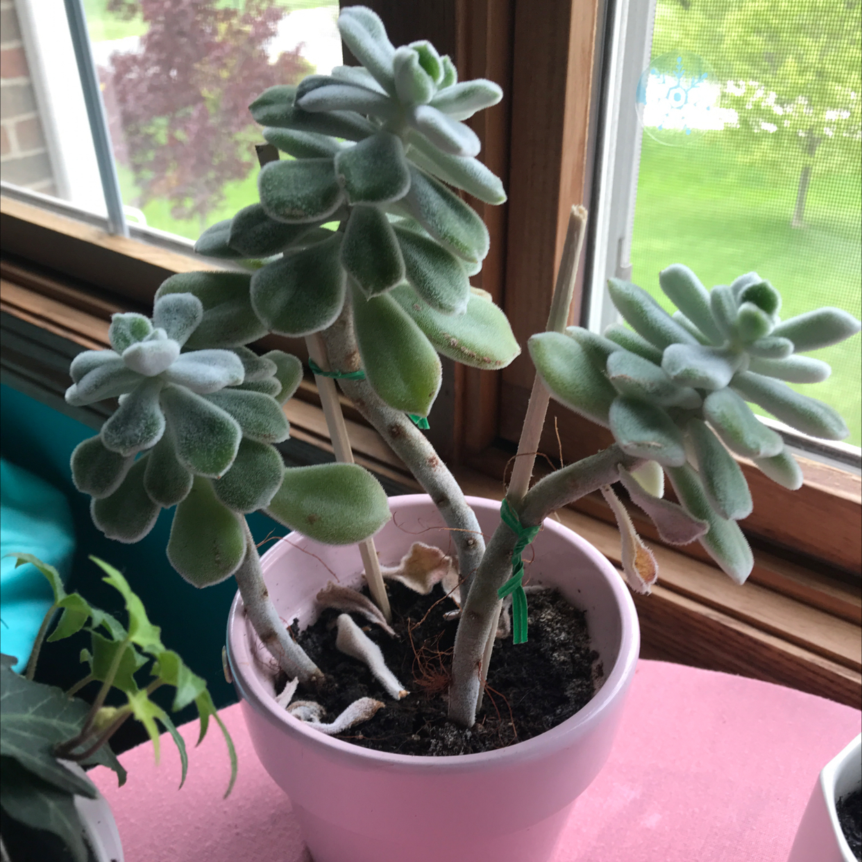 Pachyveria Little Jewel plant in a white pot near a window, with healthy green leaves.