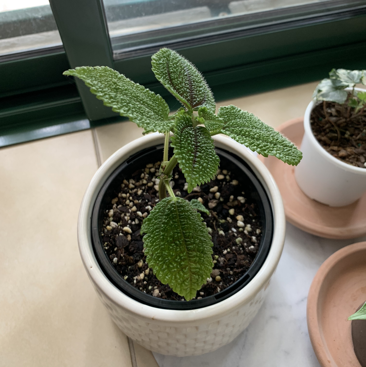 Pilea mollis plant in a white pot with healthy green leaves and visible soil.