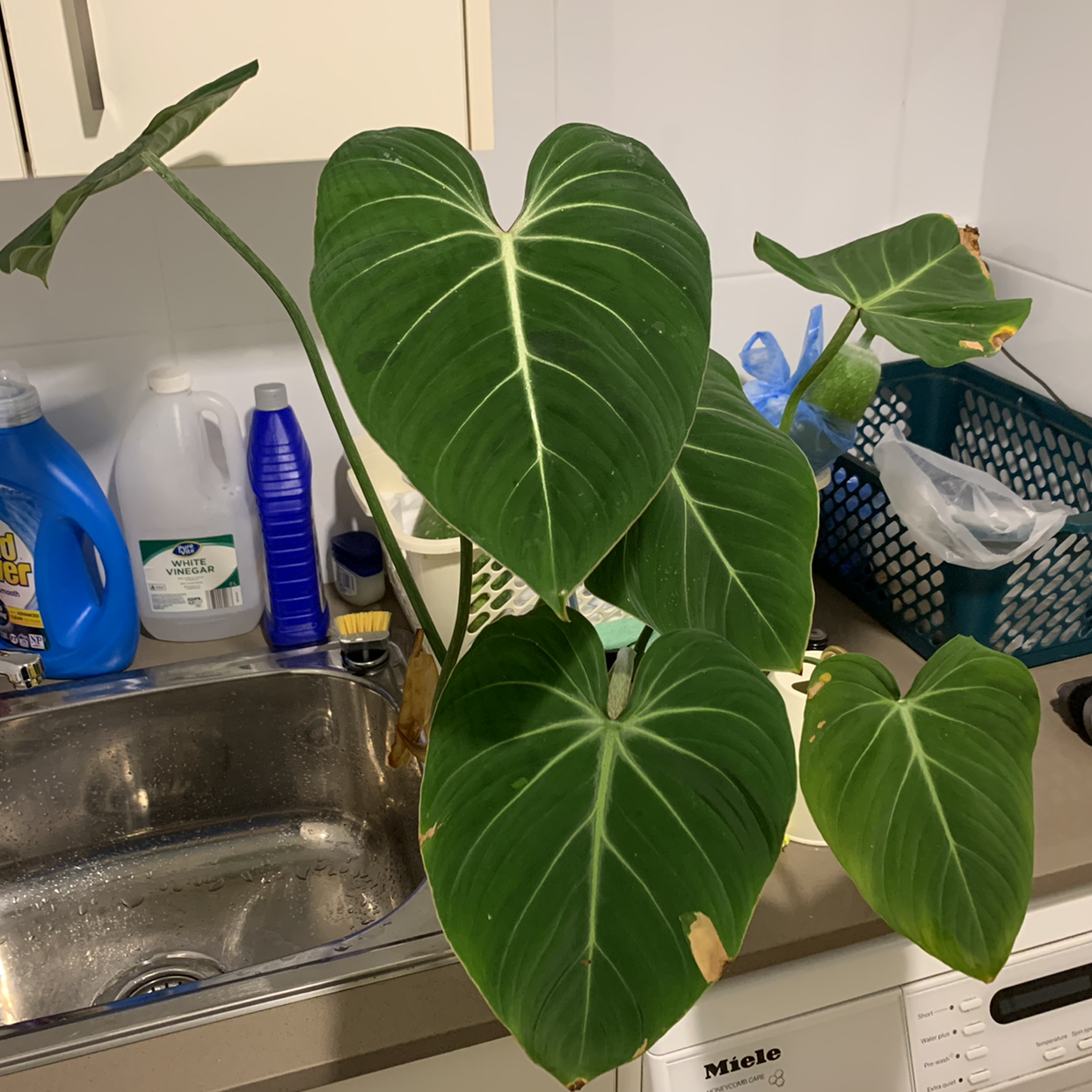 Philodendron gloriosum plant with large, heart-shaped leaves, minor browning at edges, placed near a sink.
