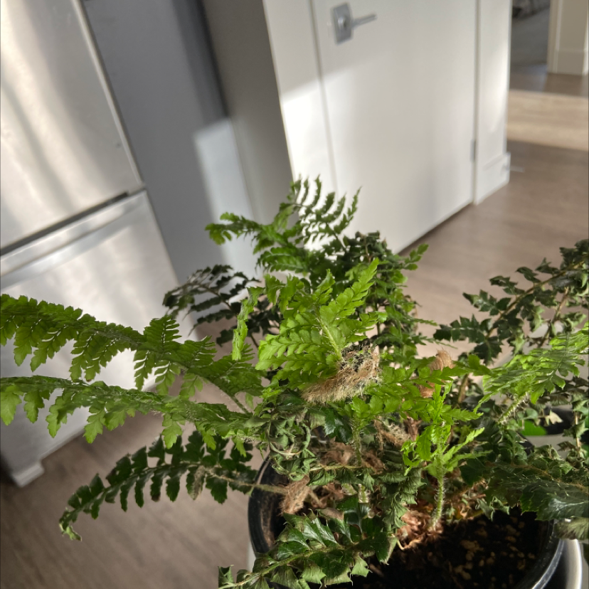 Photo of the plant species Japanese Lace Fern by @yifanxiao named Taylor on Greg, the plant care app