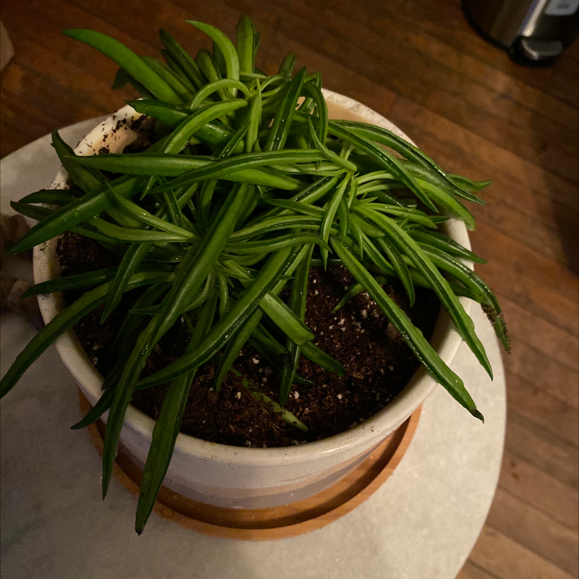 Pincushion Peperomia plant in a pot with visible soil, healthy green leaves.