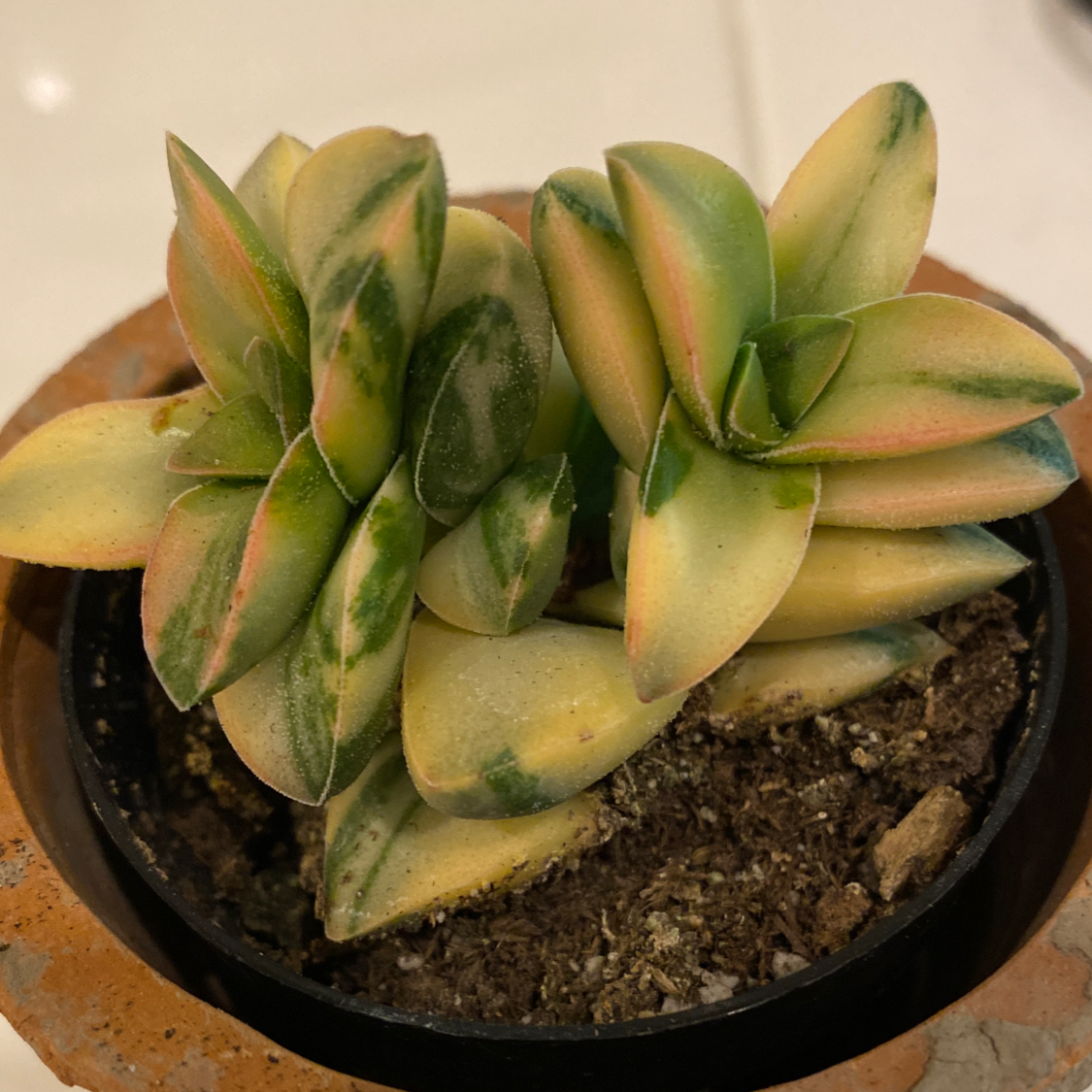 Crassula 'Springtime' plant with some yellowing and browning leaves in a pot.