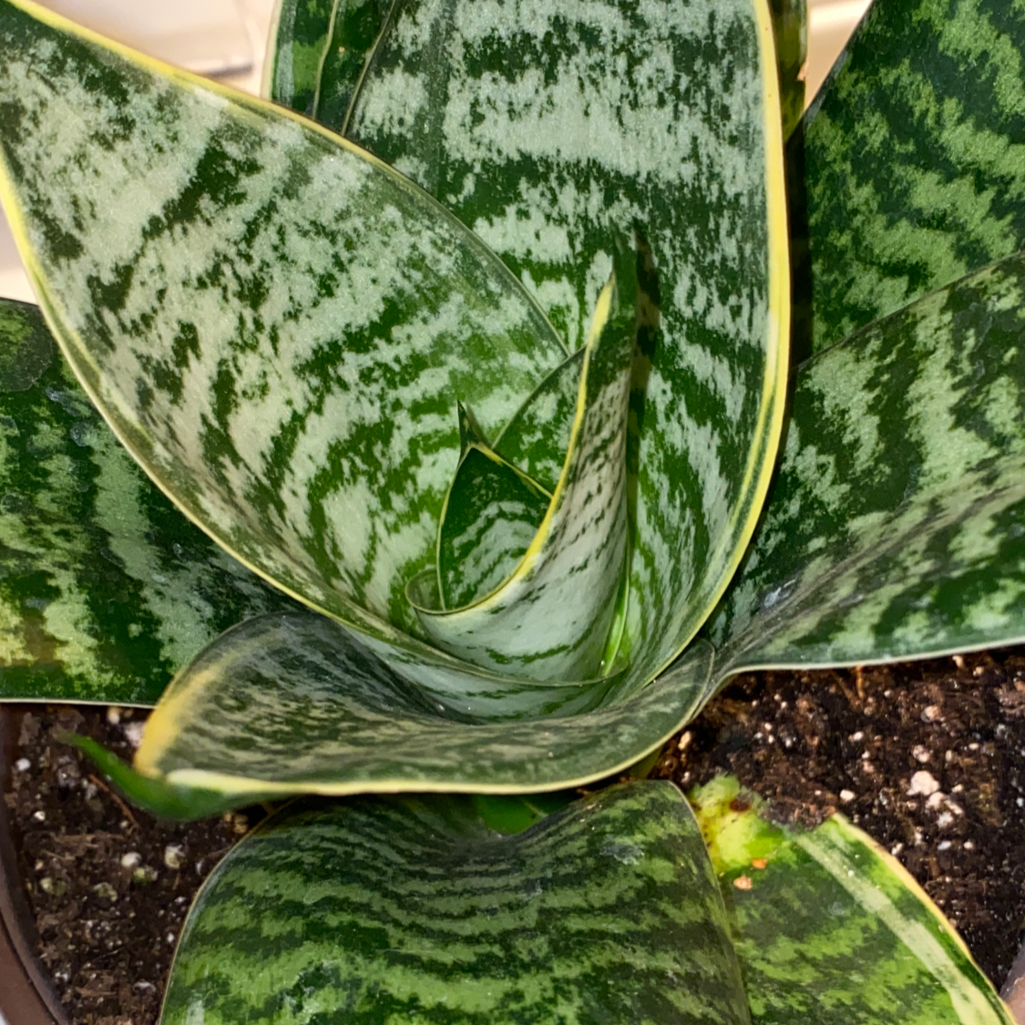 Bird's Nest Snake Plant with healthy variegated leaves and visible soil.