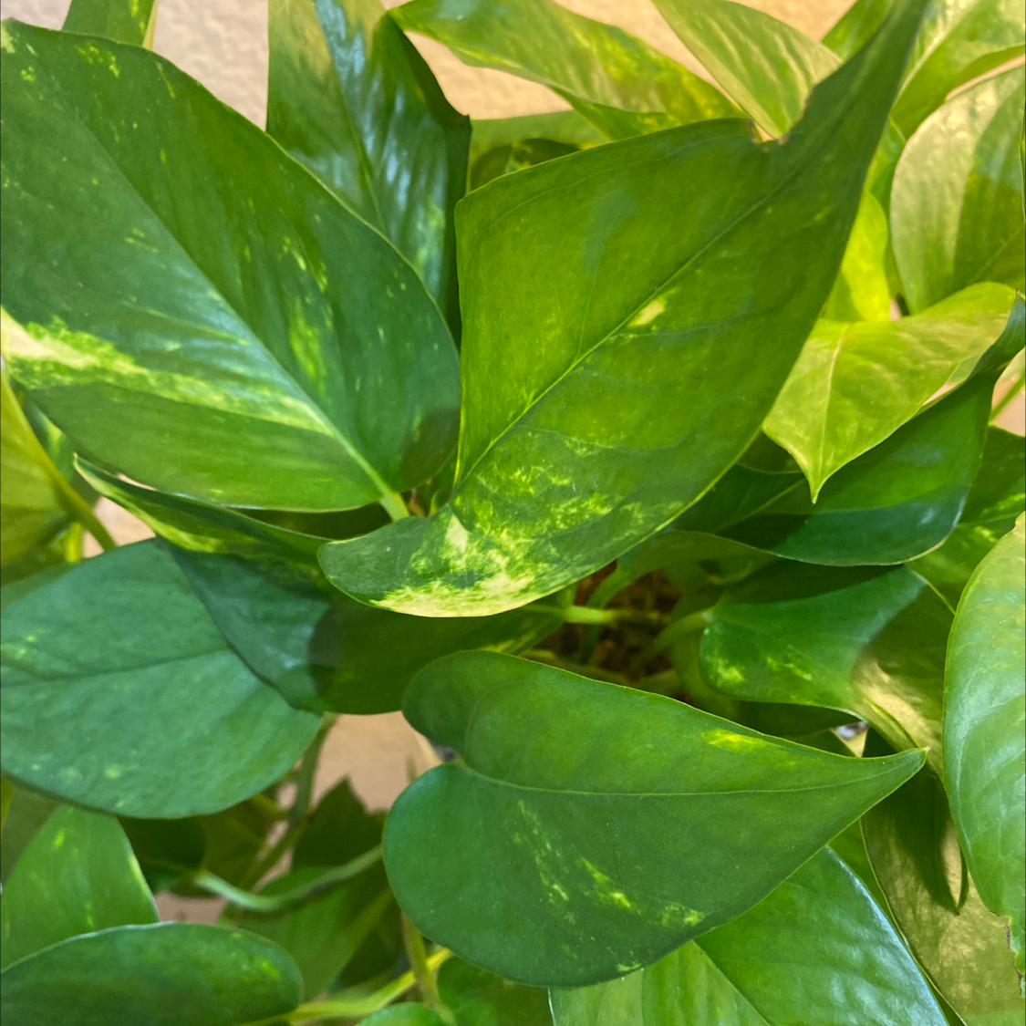 Taro Vine plant photo by @Kebru named Gordon on Greg, the plant care app.