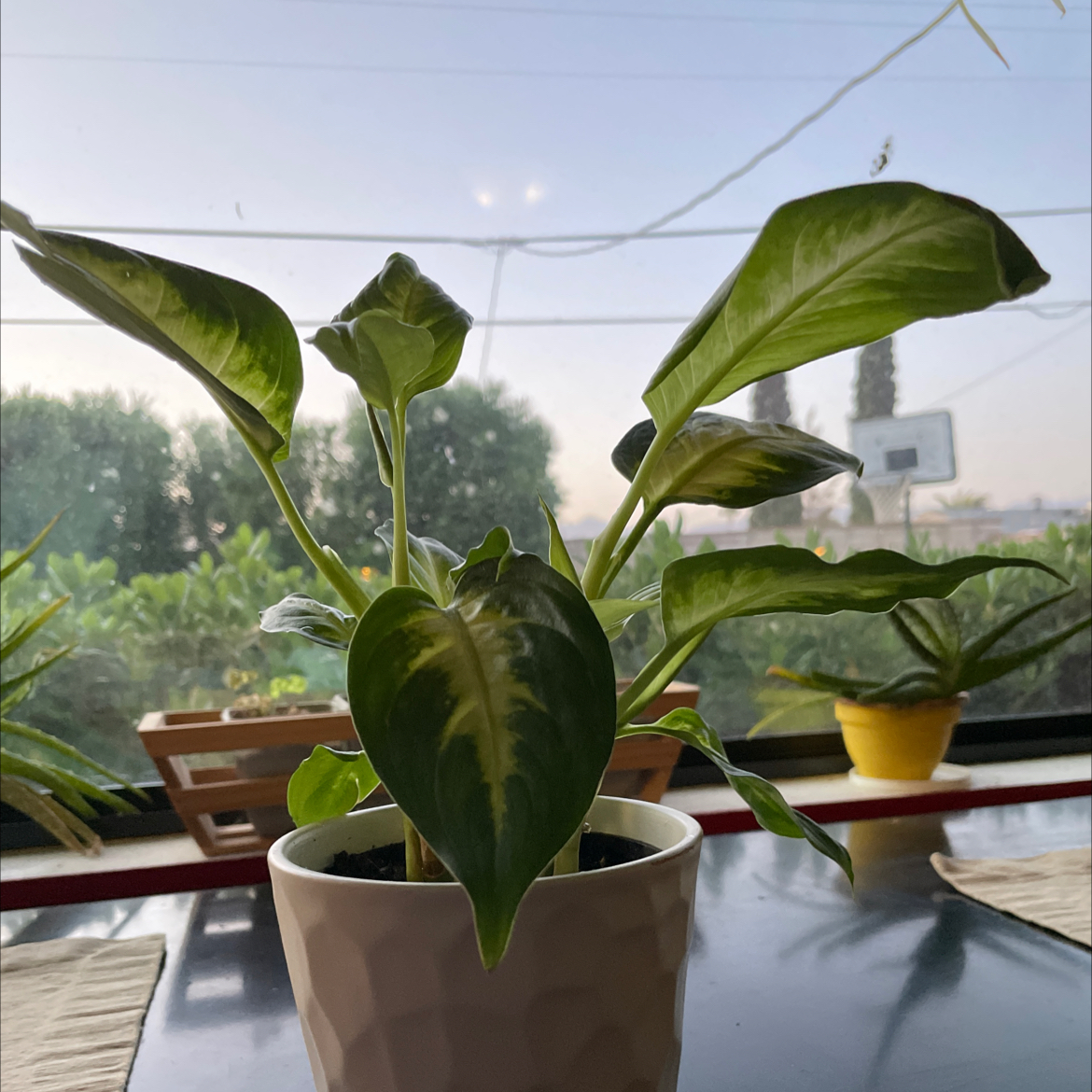 Dieffenbachia plant photo by @lauren_trees named Celia on Greg, the plant care app.