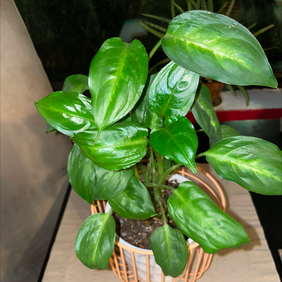 Dieffenbachia plant photo by @lauren_trees named Celia on Greg, the plant care app.
