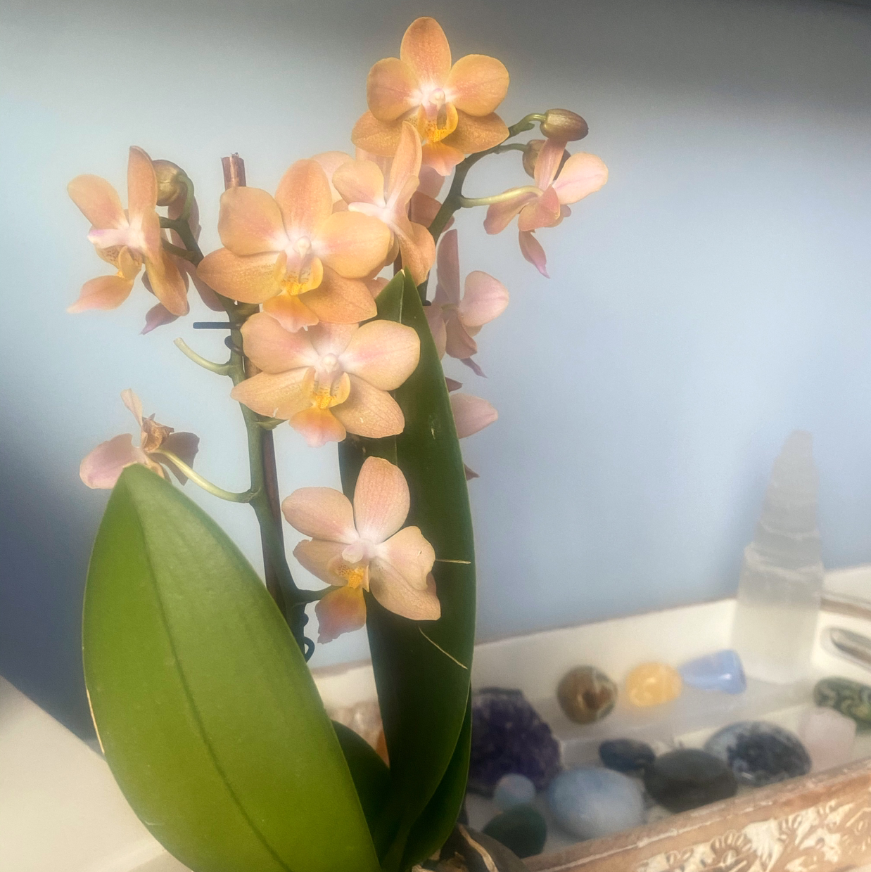 Mini Phalaenopsis Orchid with several flowers in bloom and healthy green leaves.