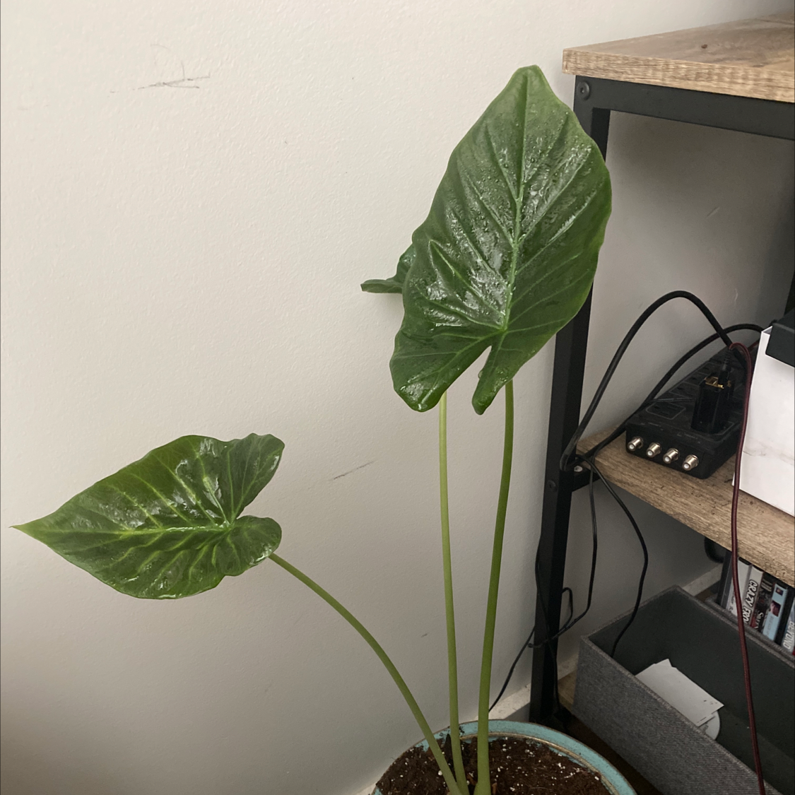 Elephant Ear Philodendron with two large green leaves in a pot indoors near a shelf.