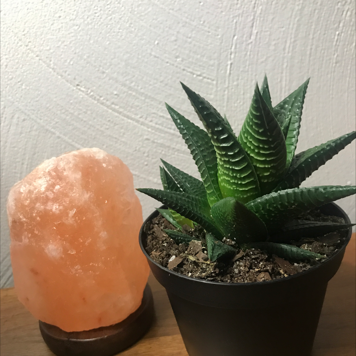 Healthy Haworthia truncata succulent plant with ridged green leaves in a dark pot next to a salt lamp.