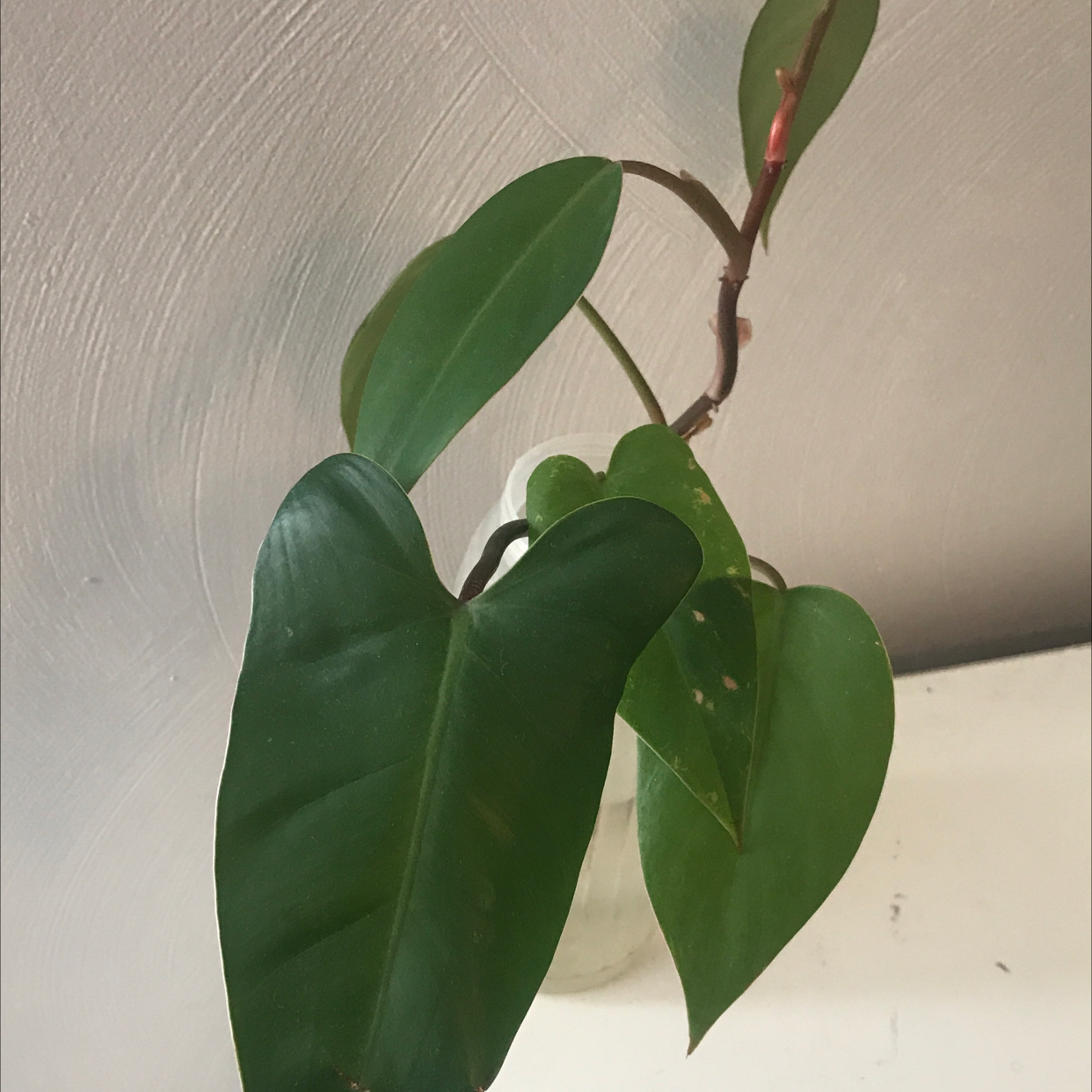 Healthy Blushing Philodendron plant with vibrant green leaves featuring red undertones, no signs of disease or distress.