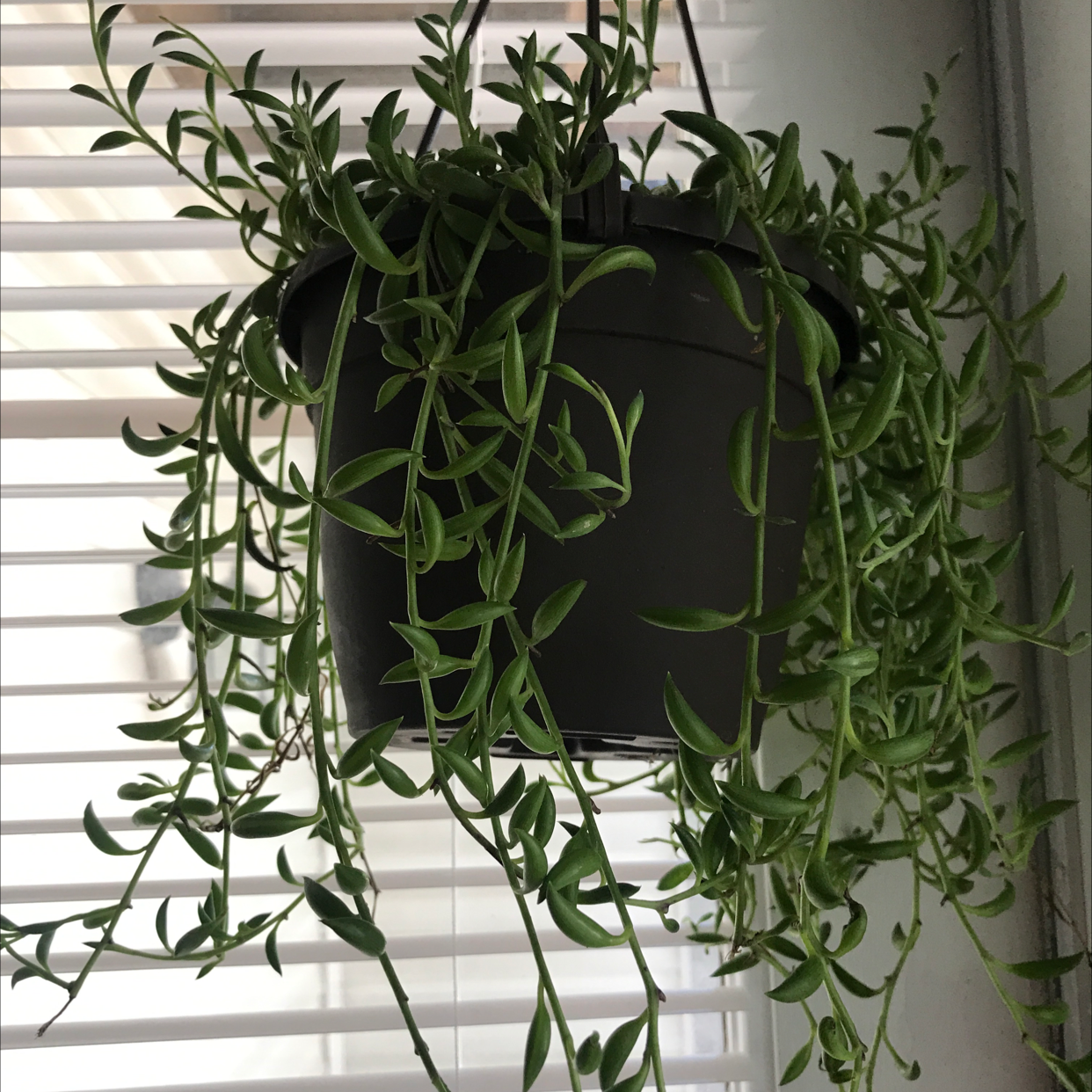 Healthy String of Bananas plant with dense green foliage cascading from black pot, hanging in front of window blinds.
