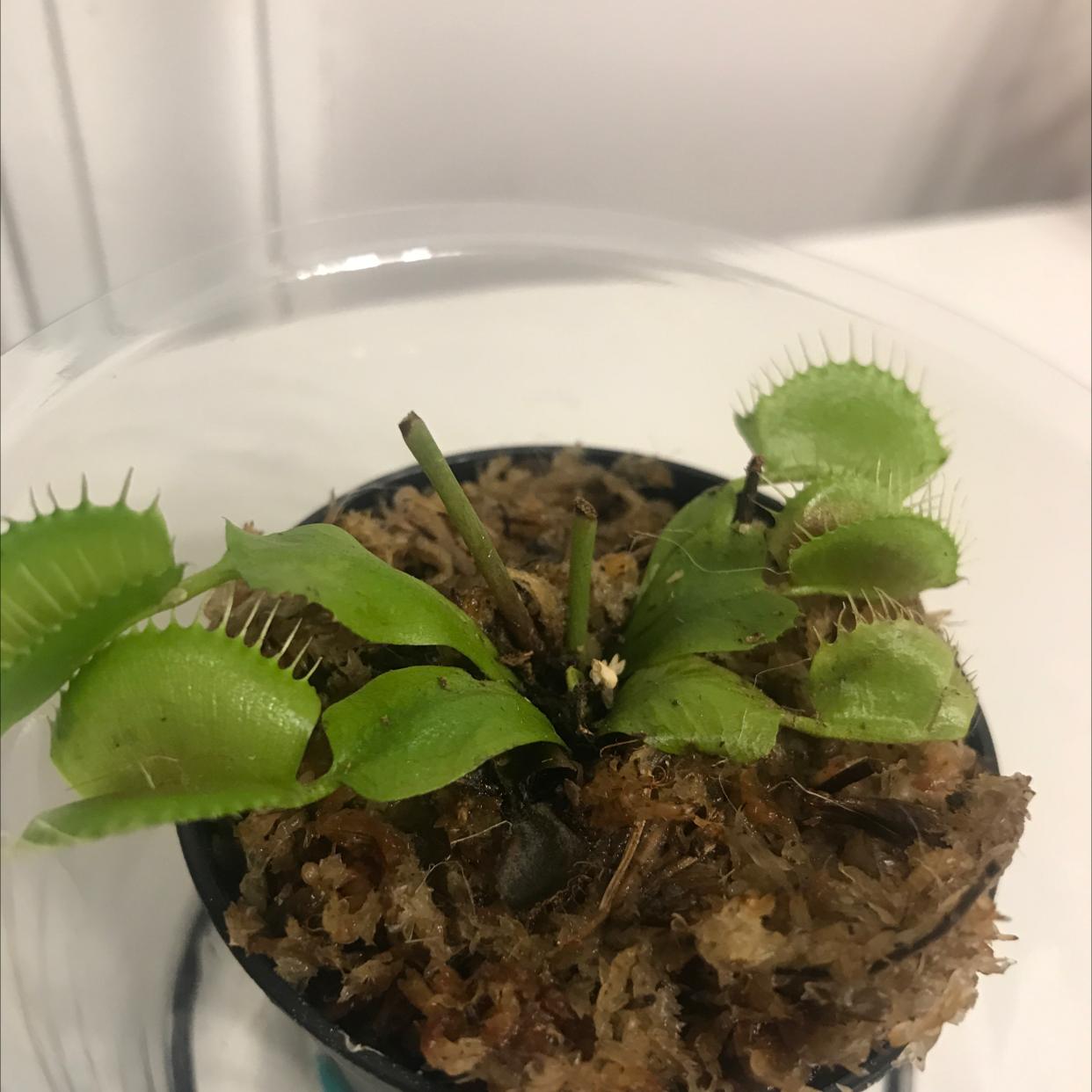 Venus Fly Trap plant in a small pot with visible soil and healthy green leaves.