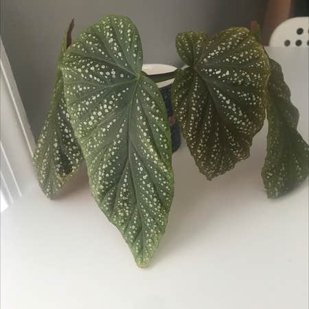 Photo of the plant species Angel Wing Begonia by @pastel.pilea named Dolores on Greg, the plant care app