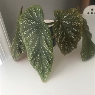 Angel Wing Begonia plant in Portsmouth, Virginia