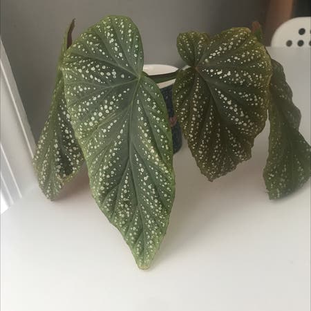 Photo of the plant species Angel Wing Begonia by Pastel.pilea named Dolores on Greg, the plant care app