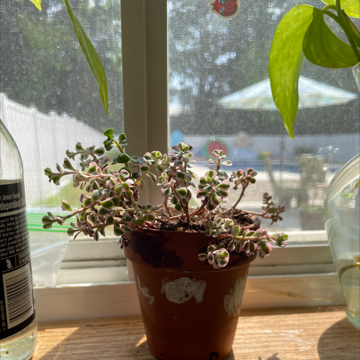 Potted Two-Row Stonecrop on a windowsill with visible soil, well-framed and in focus.