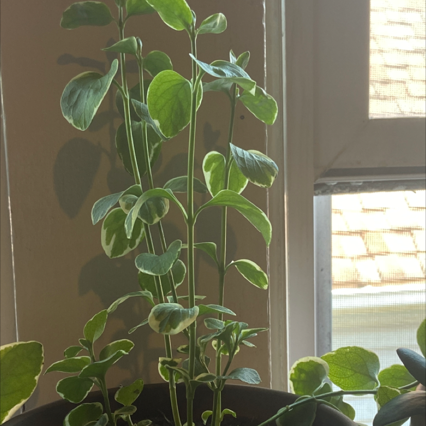 A healthy, trailing Vinca major plant with glossy green heart-shaped leaves, growing in a pot near a window.
