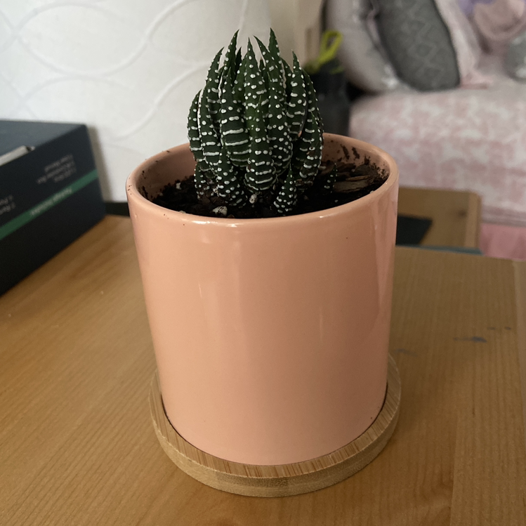 Zebra Plant plant photo by @sienasgreenhouse named Roslyn on Greg, the plant care app.