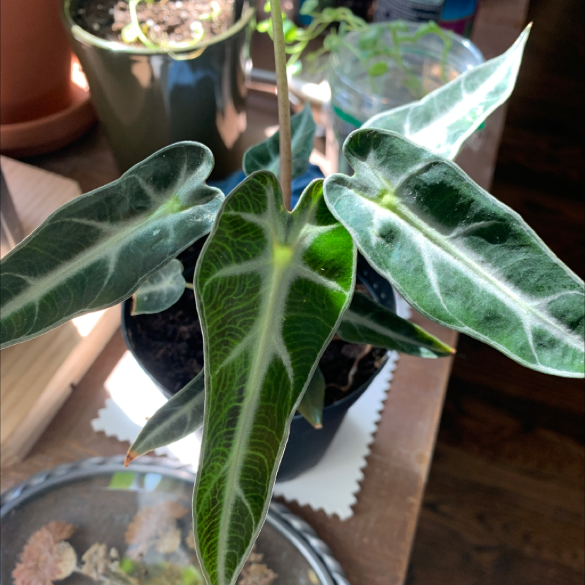Alocasia 'Bambino' plant with dark green leaves and white veins in a pot.