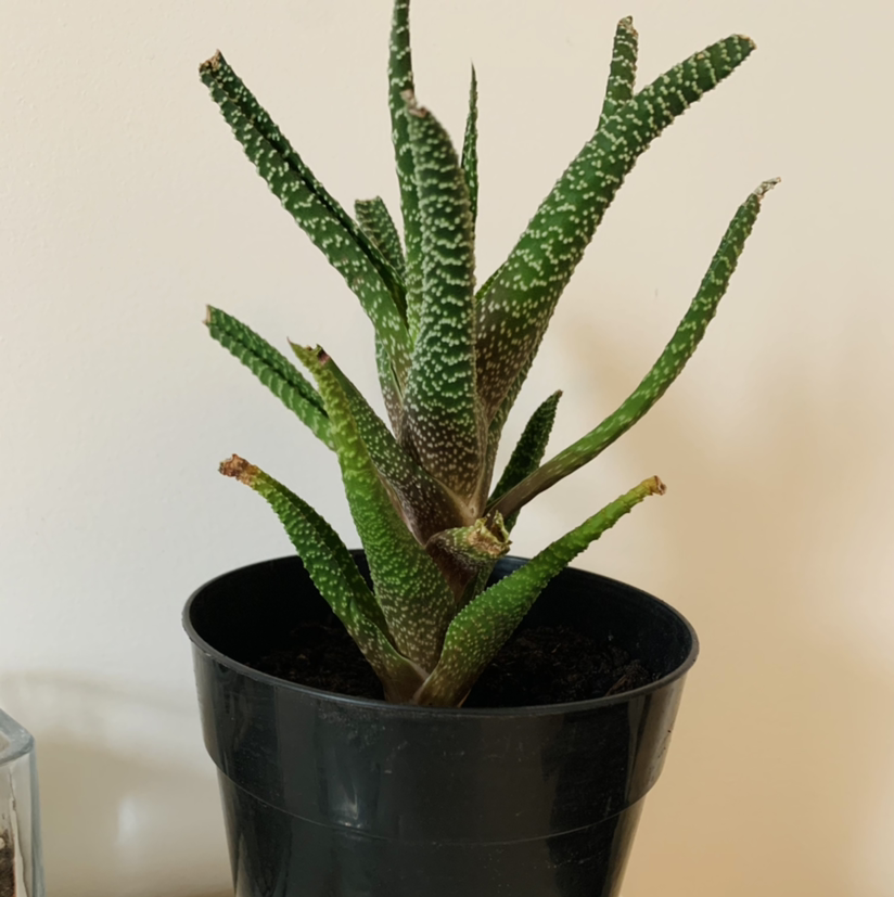 Bredasdorp Gasteria plant in a black pot with green leaves and white spots.