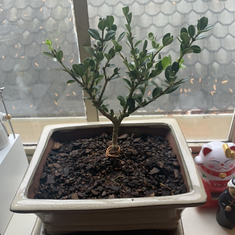 A healthy potted boxwood plant with dense green foliage sitting on a windowsill next to a maneki-neko figurine.