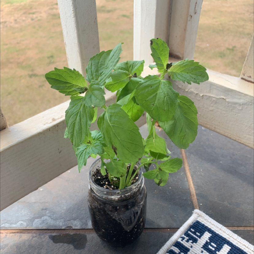Healthy peppermint plant in a glass jar with soil, placed on a tiled surface.