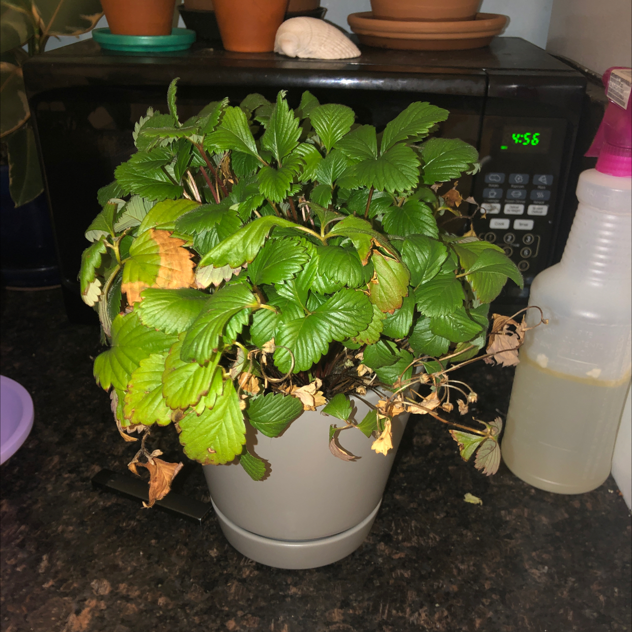 Potted strawberry plant with green, yellowing, and browning leaves on a kitchen counter.
