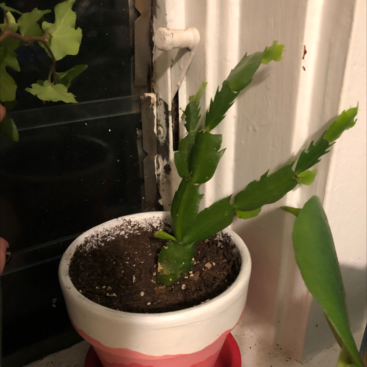 Potted true Christmas Cactus with green leaves and visible soil.