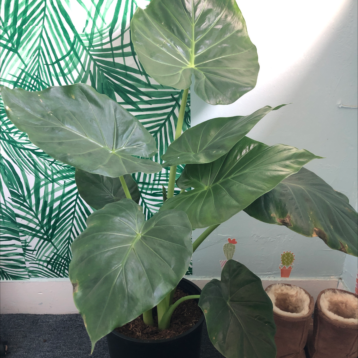Potted Alocasia 'Portora' plant with large green leaves and minor browning on some edges.