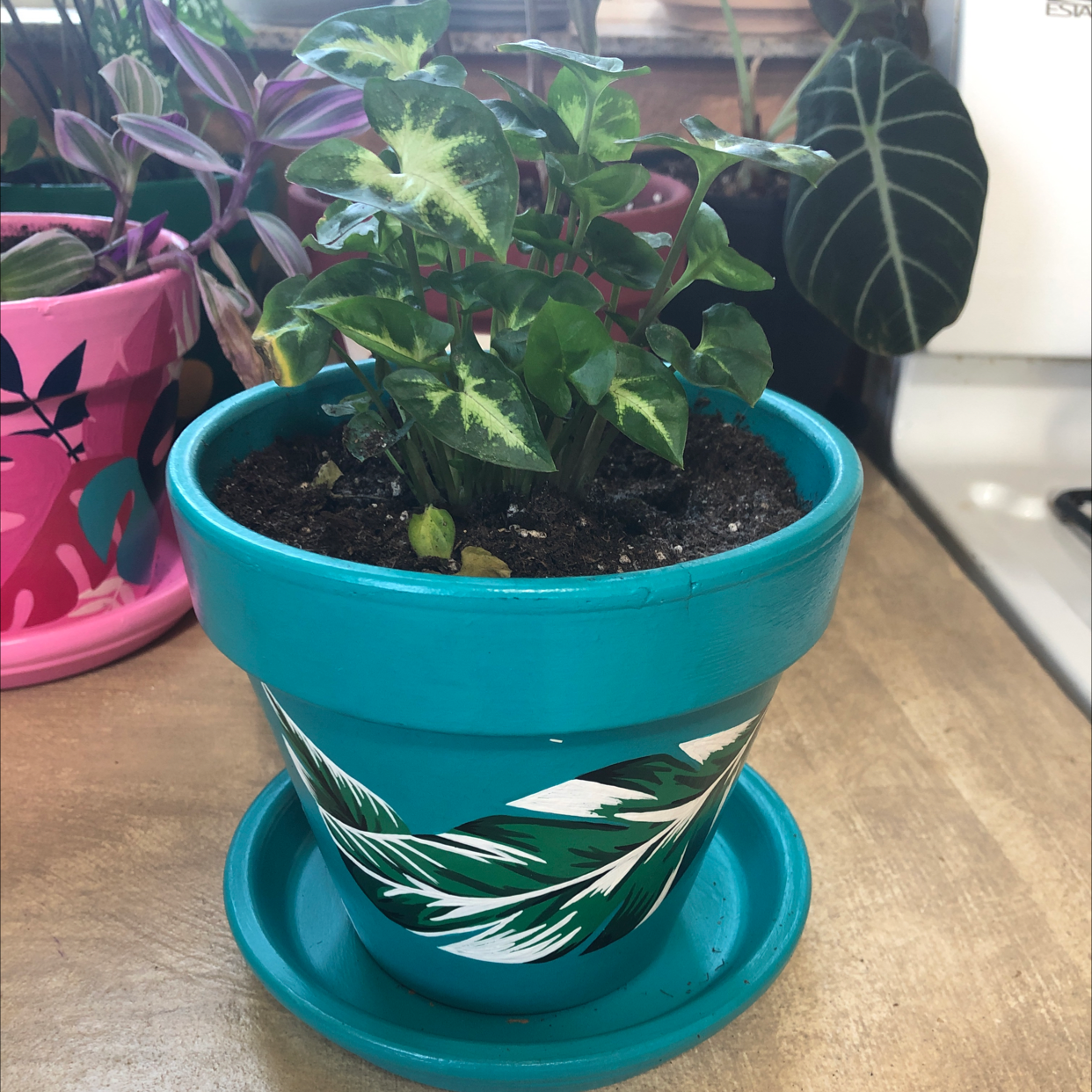 Potted Syngonium 'White Butterfly' plant with vibrant green and white variegated leaves.