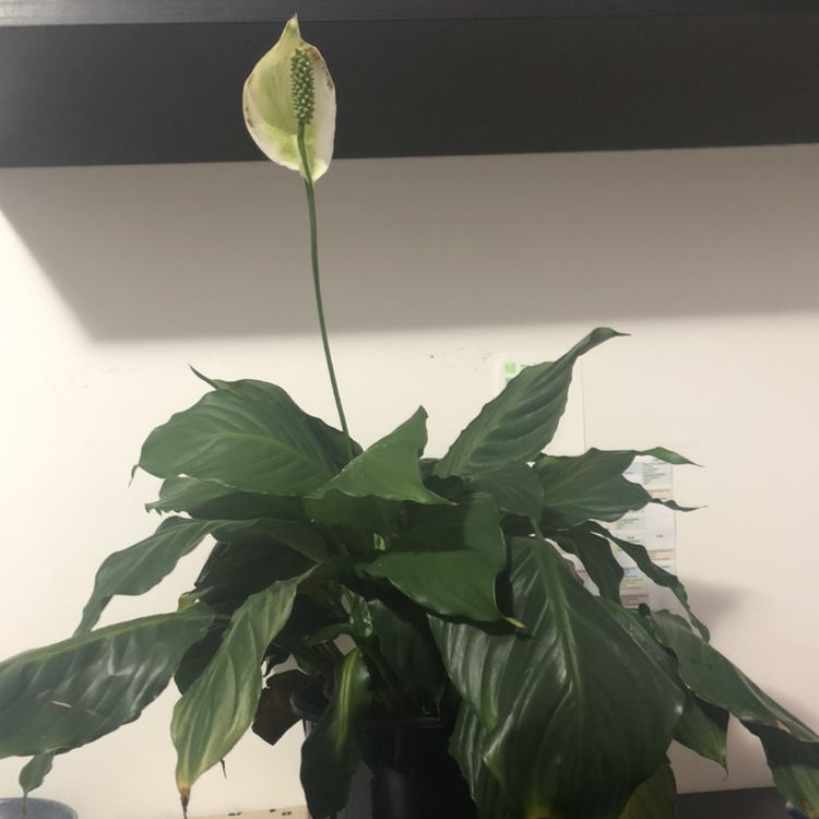 Peace Lily plant photo by @amielle named Jake Zakostelsky on Greg, the plant care app.