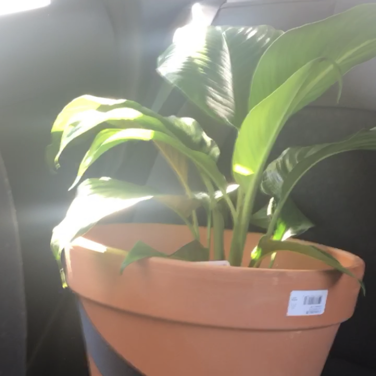Peace Lily plant photo by @amielle named Sir Plancelot on Greg, the plant care app.